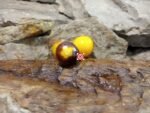 Starinska Zuta Yellow Tomato - Image 2