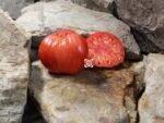 Stoney Brook Heart Dwarf Tomato