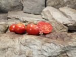 Sub Arctic Plenty Dwarf Tomato Container Tomatoes