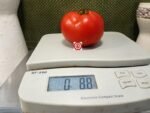 Summer Flavor F2 Tomato - Image 2