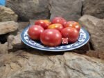 Summer Prolific Tomato