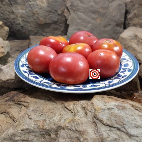 Summer Prolific Tomato