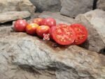 Summer Prolific Tomato Seeds