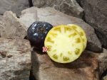 Sun Queen Tomato Rare Tomatoes