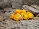 Sweet Satsuma Dwarf Tomato