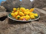 T-Rex Yellow Pepper - Image 3
