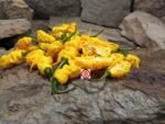 T-Rex Yellow Pepper - Image 6