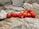 Tara Red Cherry Tomato Salad Tomatoes