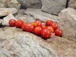 Tara Red Cherry Tomato Seeds
