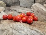 Tara Red Cherry Tomato Snacking Tomatoes