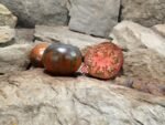 Tatyanin Yakhont Tomato