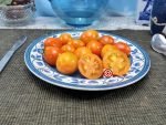 Terra Cotta Drop Tomato Cherry Tomatoes