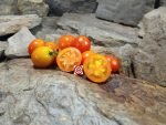 Terra Cotta Drop Tomato Seeds