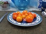 Terra Cotta Drop Tomato Snacking Tomatoes