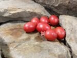 Thai Pink Eggs Tomato