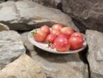 Thai Pink Eggs Tomato Cherry Tomatoes
