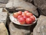 Thai Pink Eggs Tomato Heirloom Tomatoes