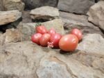 Thai Pink Eggs Tomato Seeds