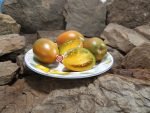 Tiger Eye Dwarf Tomato