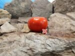 2 Hawks Tomato