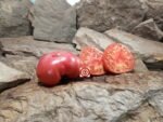 Twyman Tomato