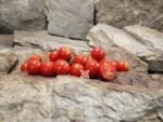 Unicorn (F2) Tomato