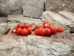 Unicorn (F2) Tomato Seeds