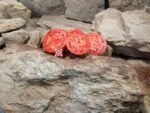 Van Wert Ohio Tomato