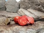 Van Wert Ohio Tomato Rare Tomatoes