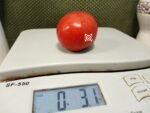 Van Wert Ohio Tomato Red Tomatoes