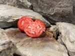 Van Wert Ohio Tomato Seeds