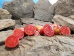 Vise Family Red Tomato Seeds
