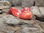 Wagners Italian Tomato Rare Tomatoes