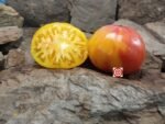 Wagoner Beefsteak Tomato