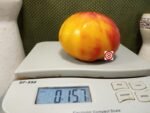 Wagoner Beefsteak Tomato Giant Tomatoes