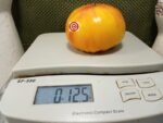 Wagoner Beefsteak Tomato Seeds