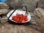 Wagoner Cherry Tomato Red Tomatoes