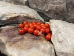 Wagoner Cherry Tomato Salad Tomatoes