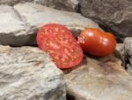 Wagoner Tomato
