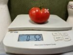 Wagoner Tomato Beefsteak Tomatoes