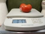 Wagoner Tomato Rare Tomatoes