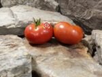 Wagoner Tomato Red Tomatoes