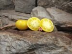 Dwarf Walters Fancy Tomato