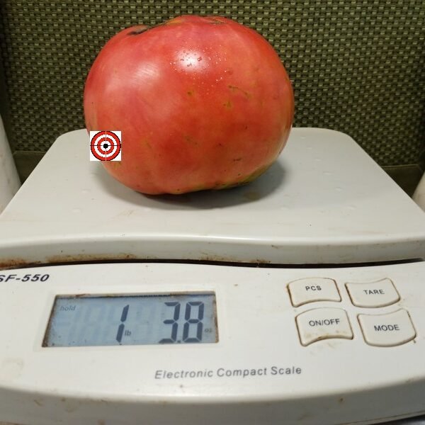 West Virginia Sweet Meat Tomato