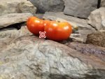 West Virginia Tomato Heirloom Tomatoes