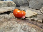 West Virginia Tomato Red Tomatoes