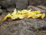White Bhut Jolokia Pepper