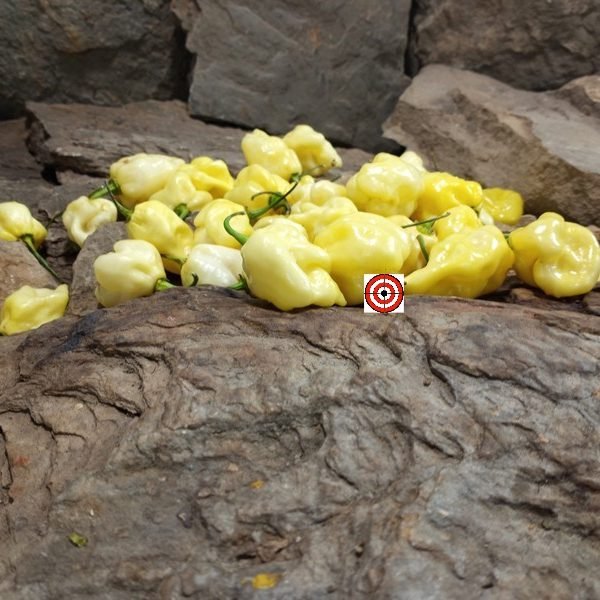 White Carolina Reaper Pepper