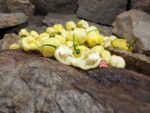 White Carolina Reaper Pepper - Image 4