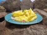 White Bhut Jolokia Pepper - Image 5
